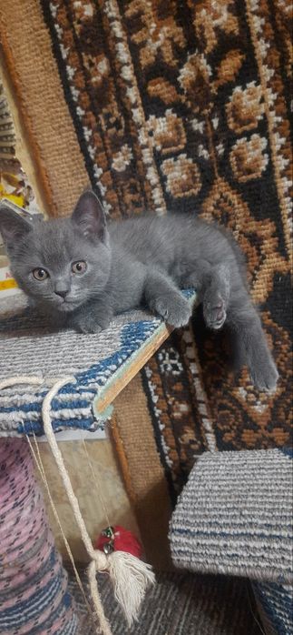 Mushukcha sotiladi / продается котёнок