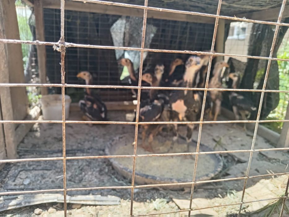 Дакан боец шөжелер сатылады