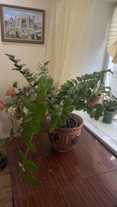 Замиокулькас большой