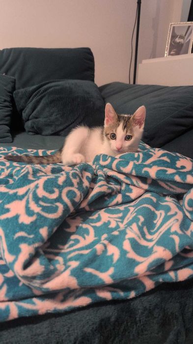 adoptie Charlie