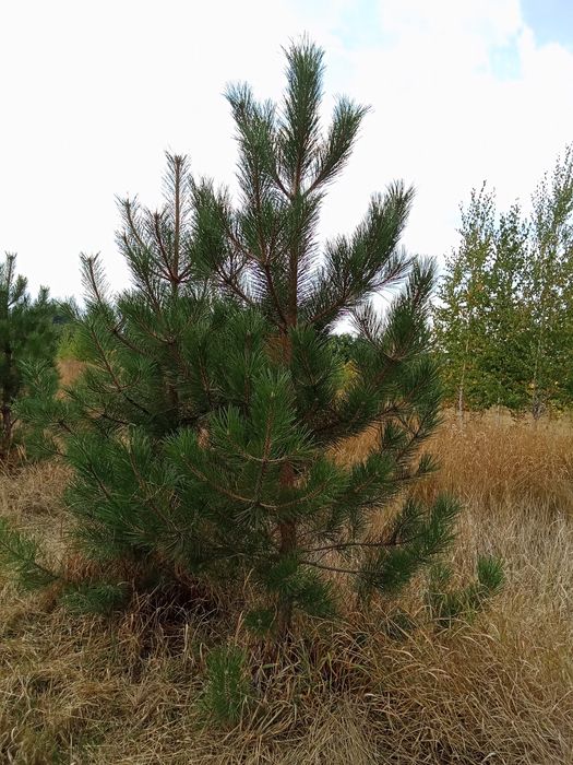 Сосны  крымские и обычные
