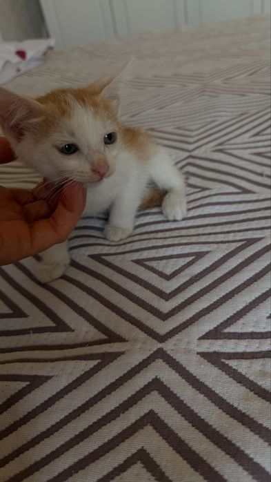 Отдам котят в хорошые руки