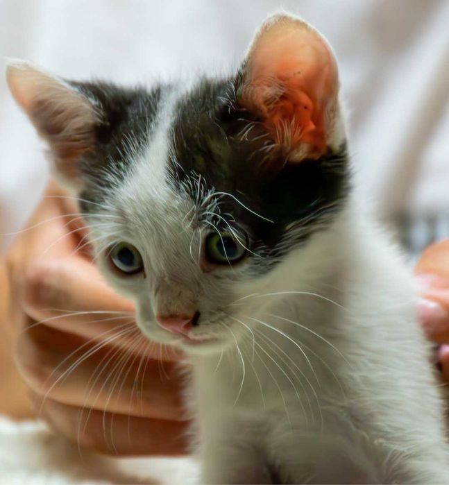 Pisoi spre adoptie
