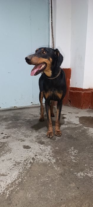 Doberman qiz 6 oylik Tozza qon