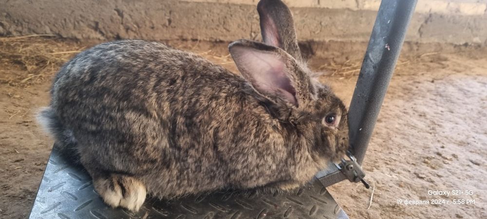 Flandir arkak quyonla