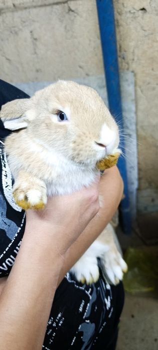 Кролики декоративные, вислоухие