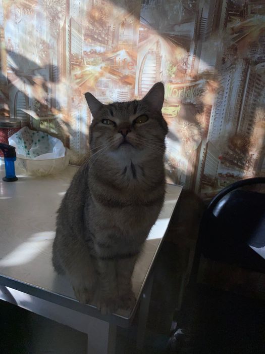 Милая красивая кошка