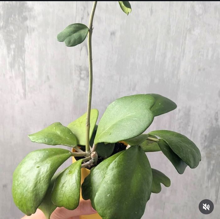 Продам излишки комнатных растений
