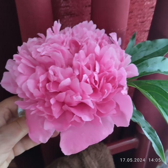 Корни пиона розового