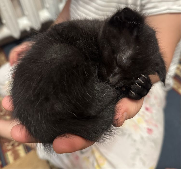 Вислоухие котята