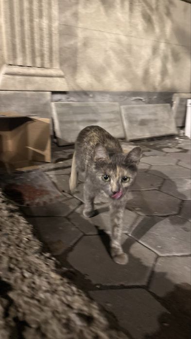Срочно! Нашли котенка!!