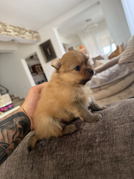 Pomeranian de vanzare
