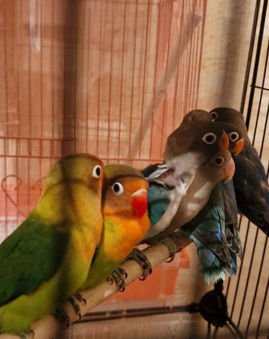 Неразлучники ручные