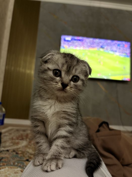 Шотландская вислоуха
