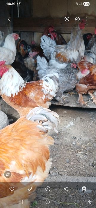 Продам петухов Брамов