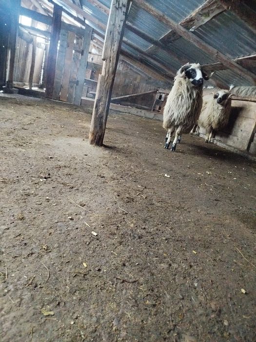 Vând berbeci brezii