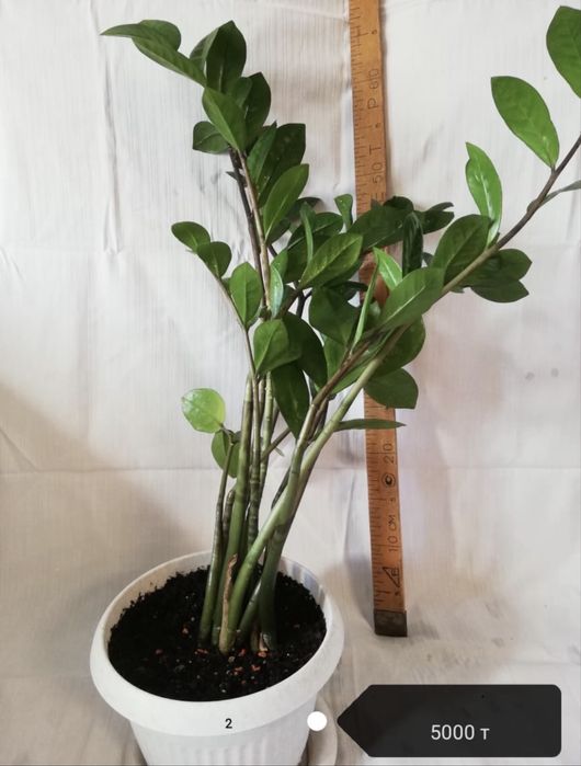 Долларовое дерево , Замиокулькас