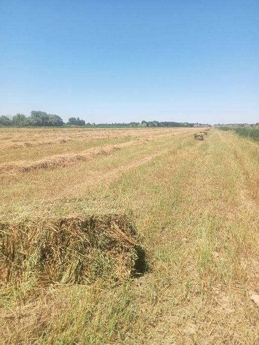 Продам люцерна, жонышка