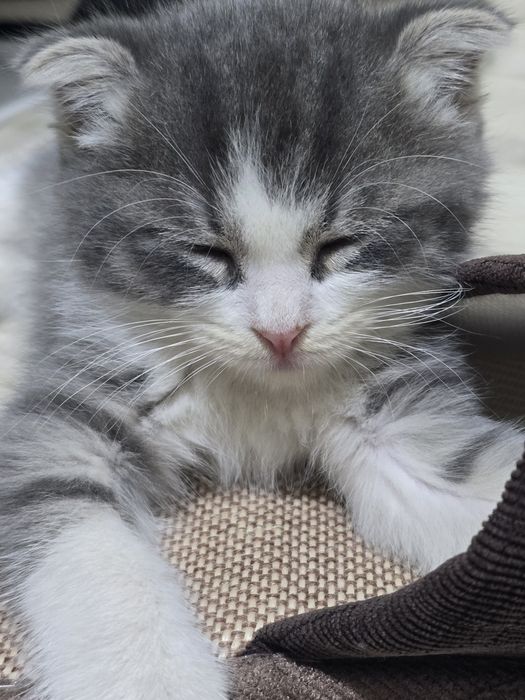 Породистый котенок