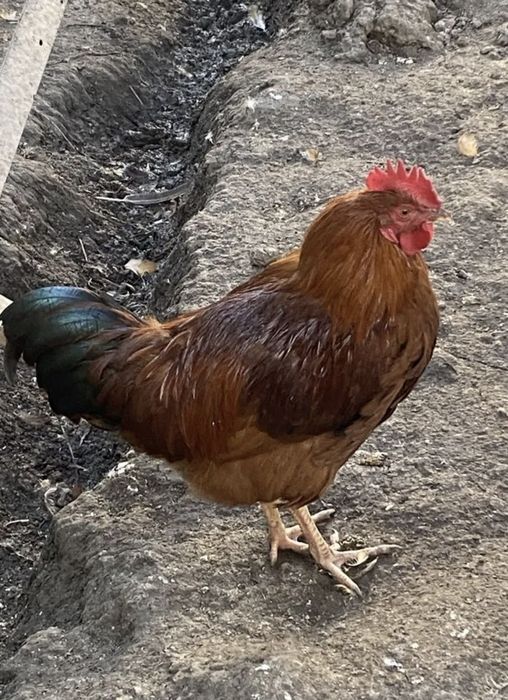 Xan xayap xoʻrozlari sotiladi
