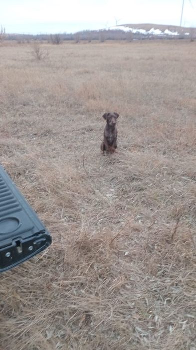 Продаётся сучка щенок