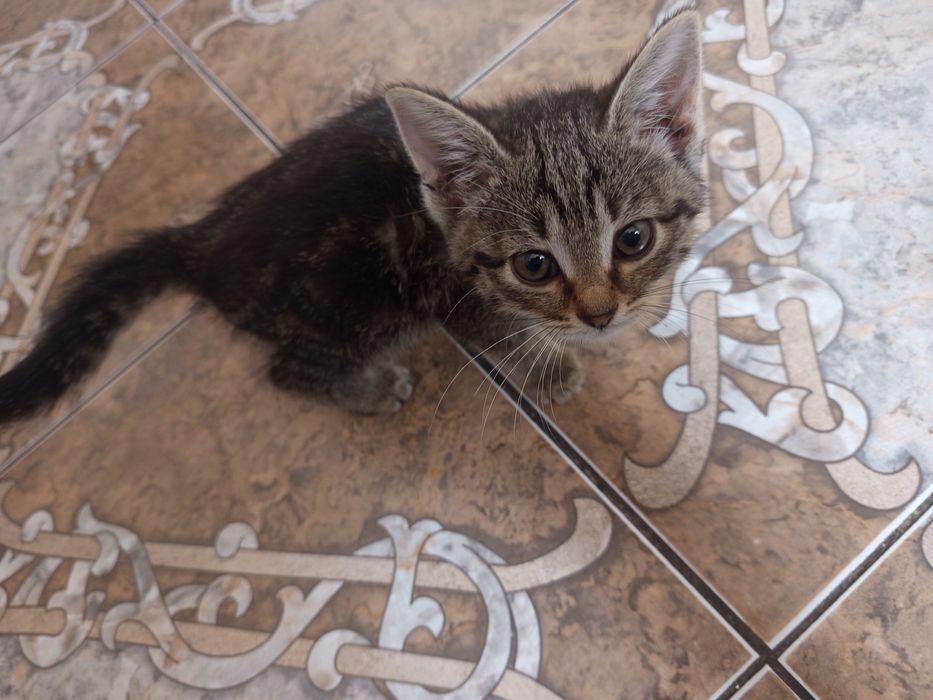 Отдаю котёнка в добрые руки