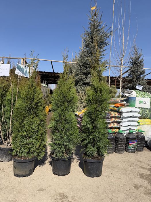 Туя Смарагд. Туя Пирамидальный