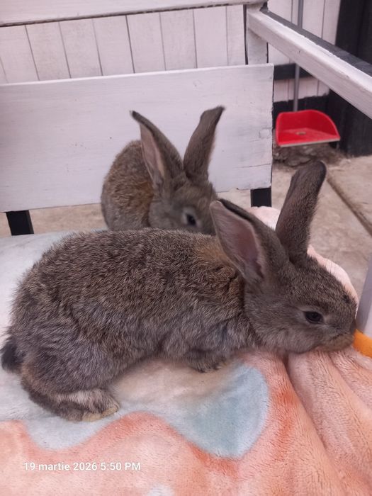 Mascul adult uriaș german, pui uriaș german