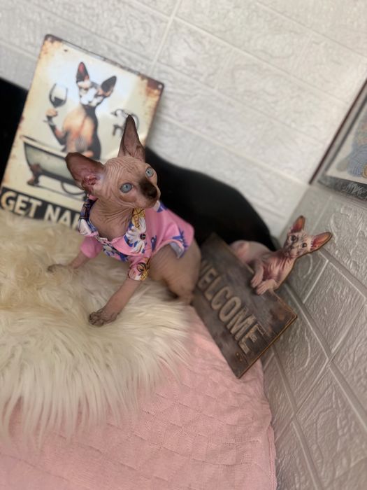 Baietel Sphynx teste si peidgree