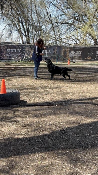 Щенок лабрадора девочка продажа
