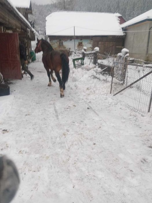 Caii de vânnzare unu de 2 ani2unu de 8ani