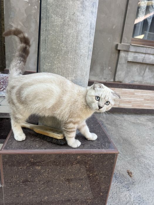 Mushuk zottor Scottish Fold