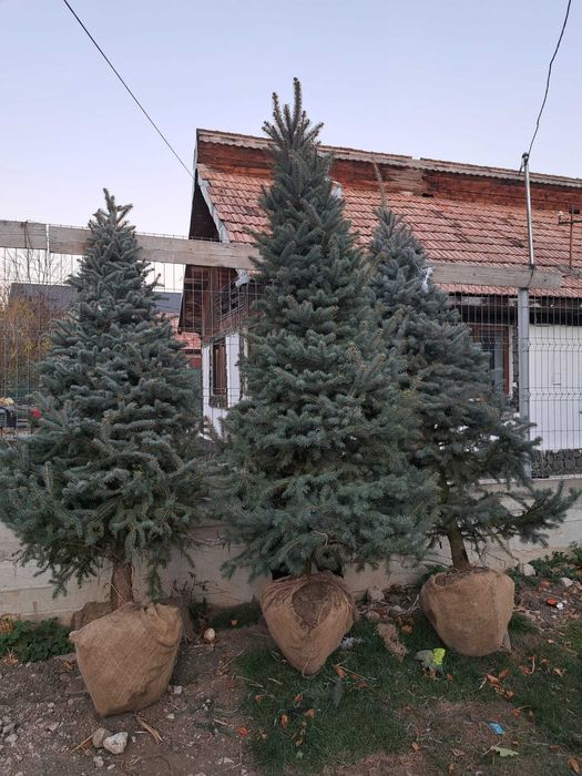 Brazi argintii și verzi cu balot de pământ