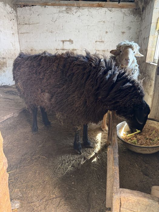 Қой сатылады сеееміз