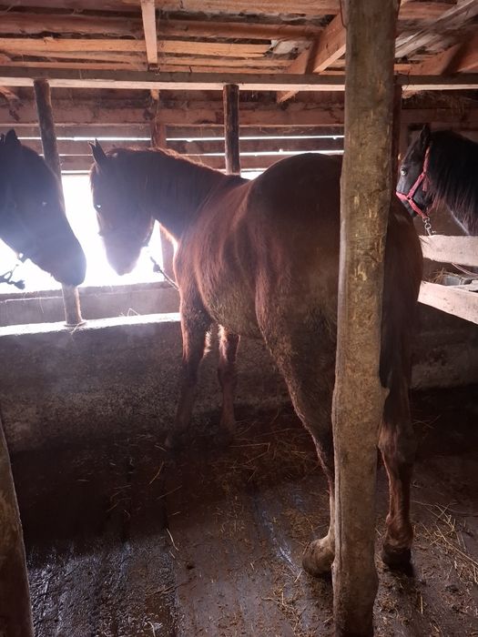 Продам жеребец дончак