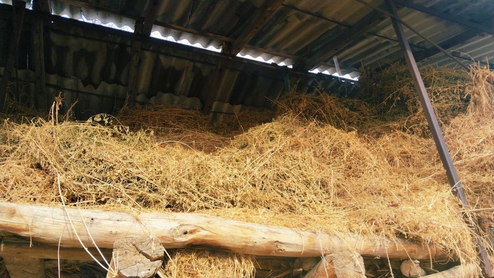 Oladiganlar tel qisin beda