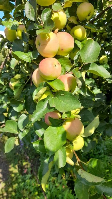 дача Сад Металлург 6 сот