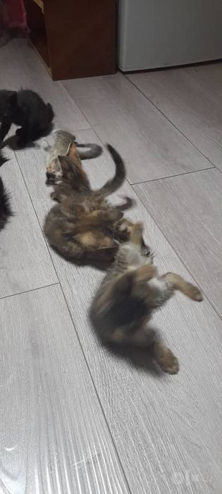 Отдам котят в хорошие руки