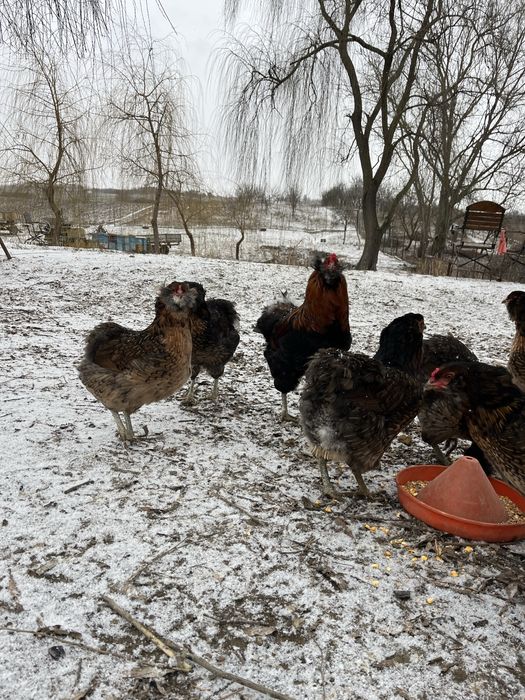 Oua Marans negru aramiu si Araucana potarnichiu