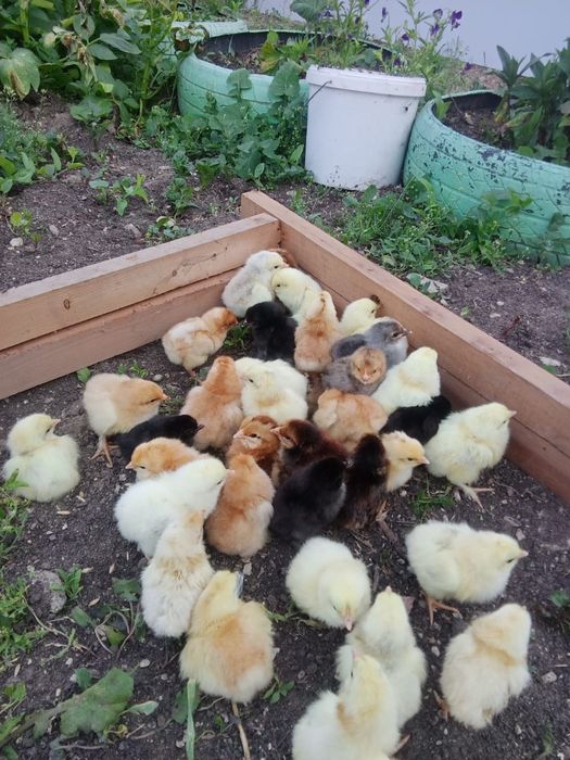 Цыплята домашние