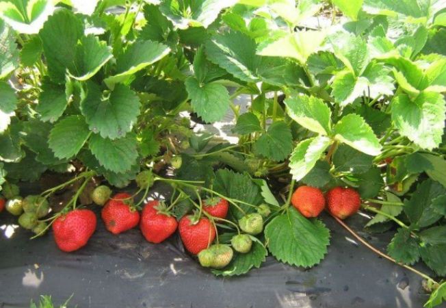 Agrotextil negru 100gr/mp - tratat UV 6-8 ani import Grecia/Belgia