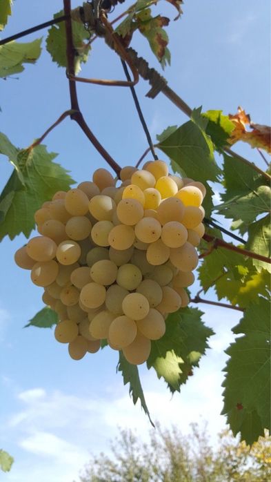 Struguri de vin