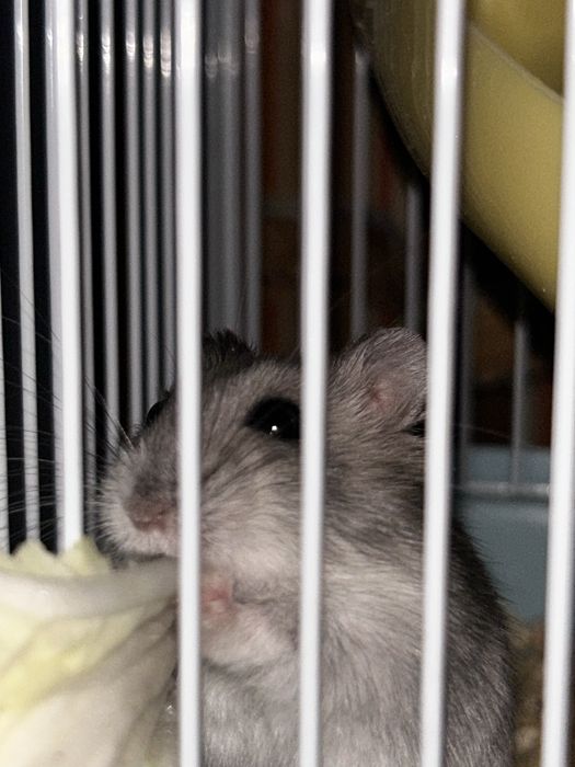 Продам хомячков 1000тг