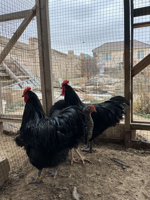 Петухи Австролорп