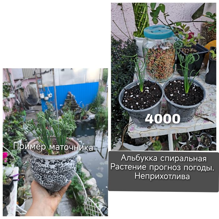 Комнатные растения сортовые