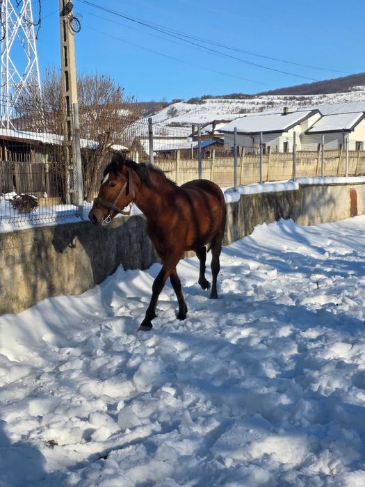 Vând mânză de 2 ani