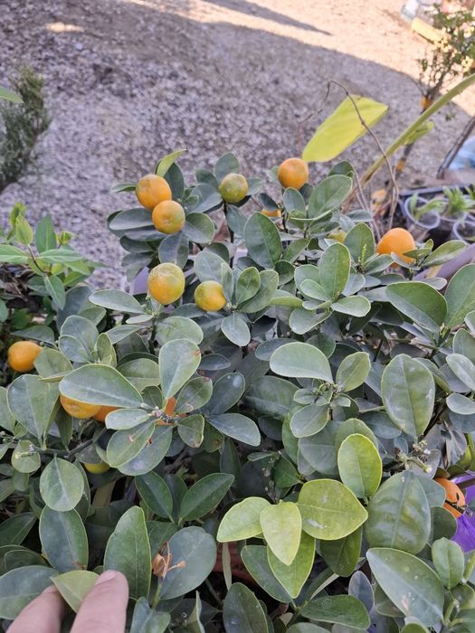 Мандарин уже есть плоды