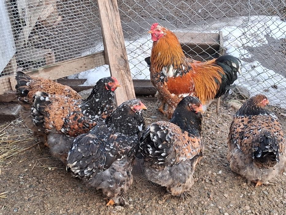 Vând ouă de incubat