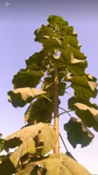 Povloniya kuchatlari