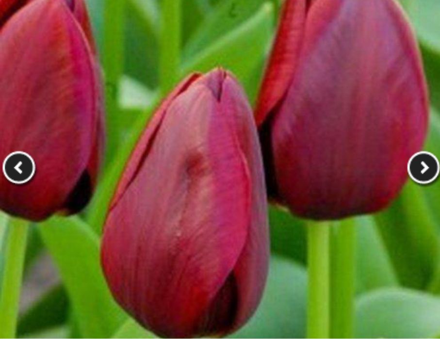 Оптом тюльпаны.Тюльпаны голандские оптом.Оптом голандские тюльпаны опт